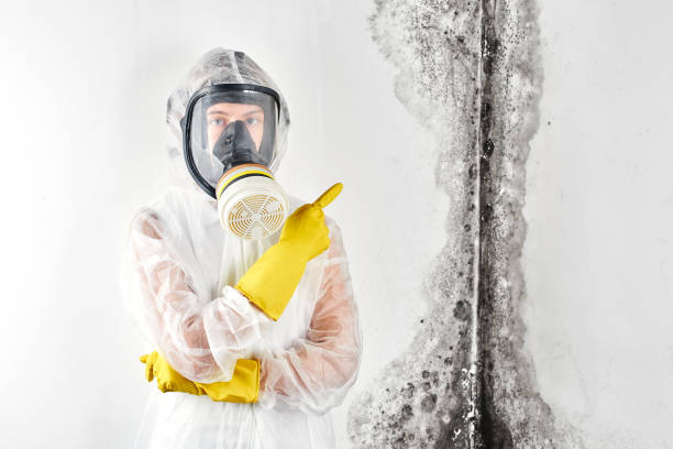 Reliable Addison, WV Mold Removal Solutions